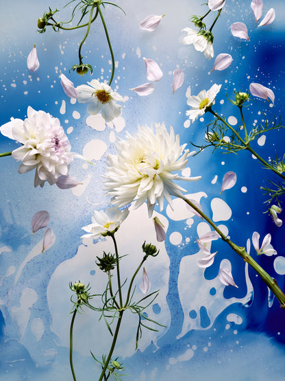 Sekretas: Blooming Beauty - Held by Blue, 2026