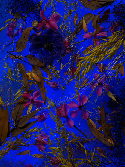 Sekretas: Blooming Beauty VI - Indigo Field, 2022