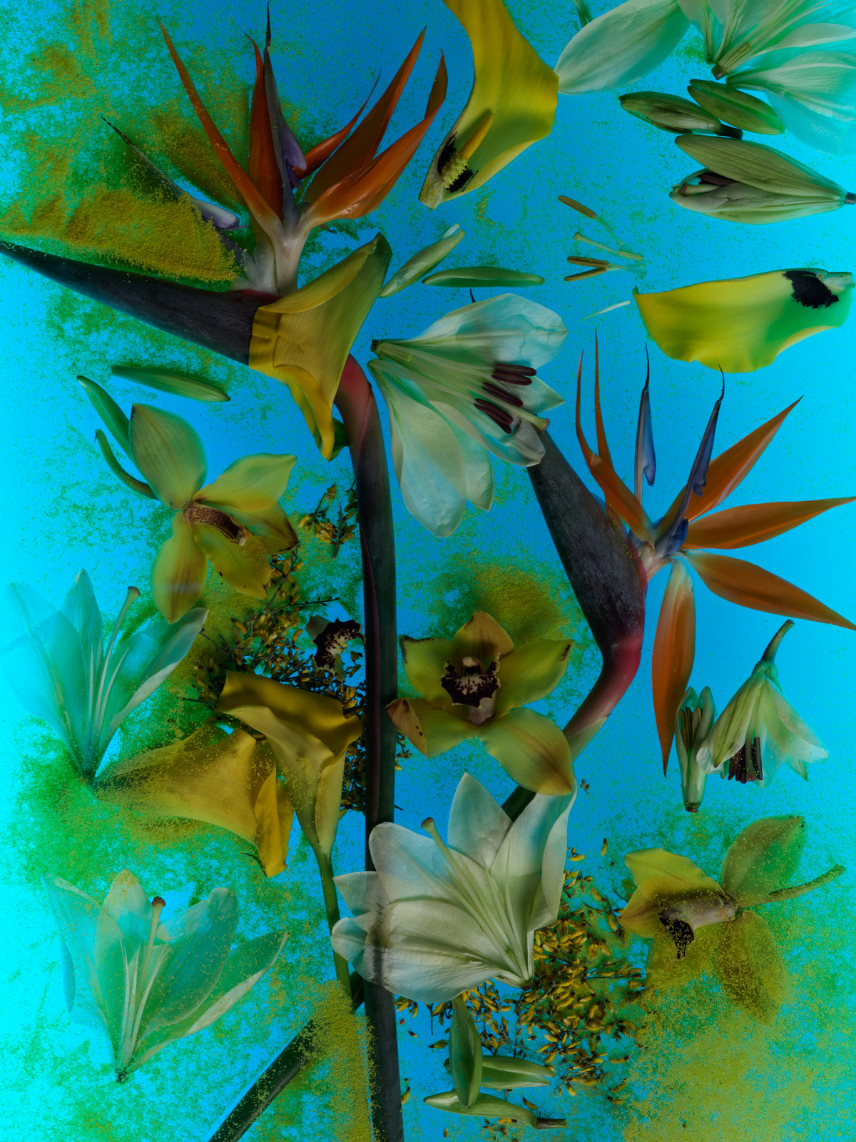 Sekretas: Blooming Beauty VII - Electric Air, 2022