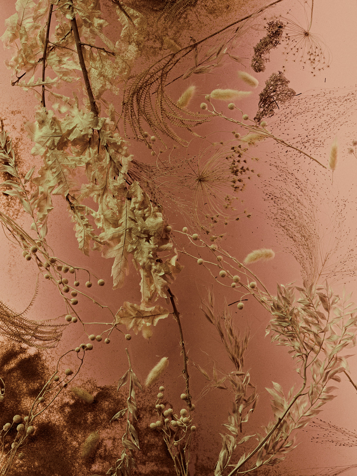 Sekretas: Blooming Beauty VIII - Echo of Autumn, 2022