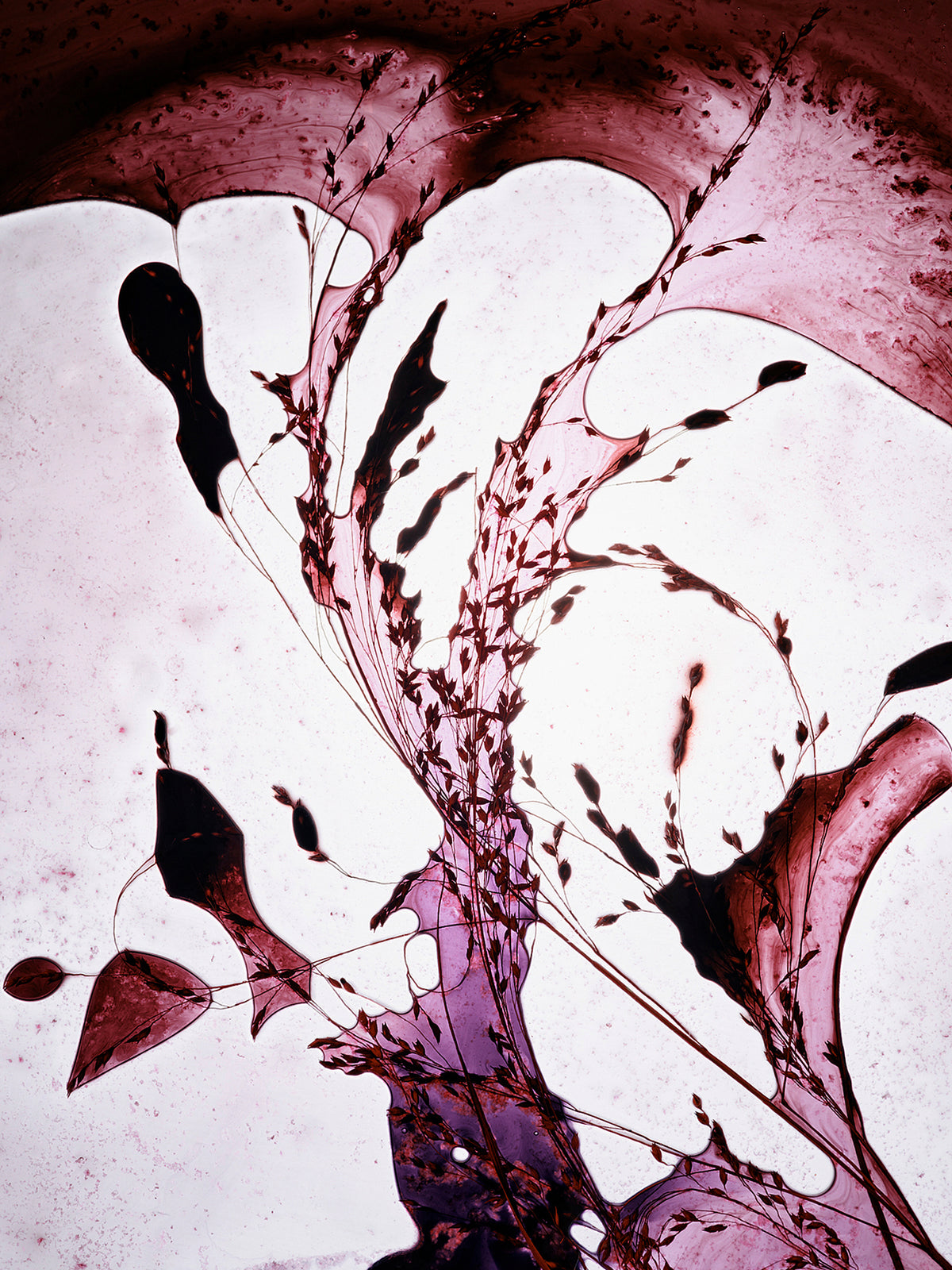 Sekretas: Blooming Beauty XV - Trace, 2025