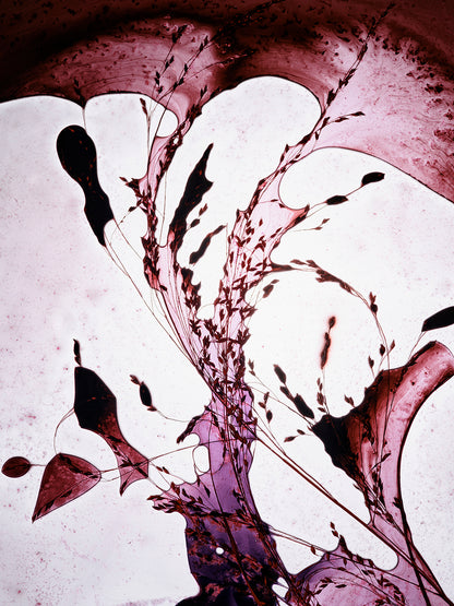 Sekretas: Blooming Beauty XV - Trace, 2025