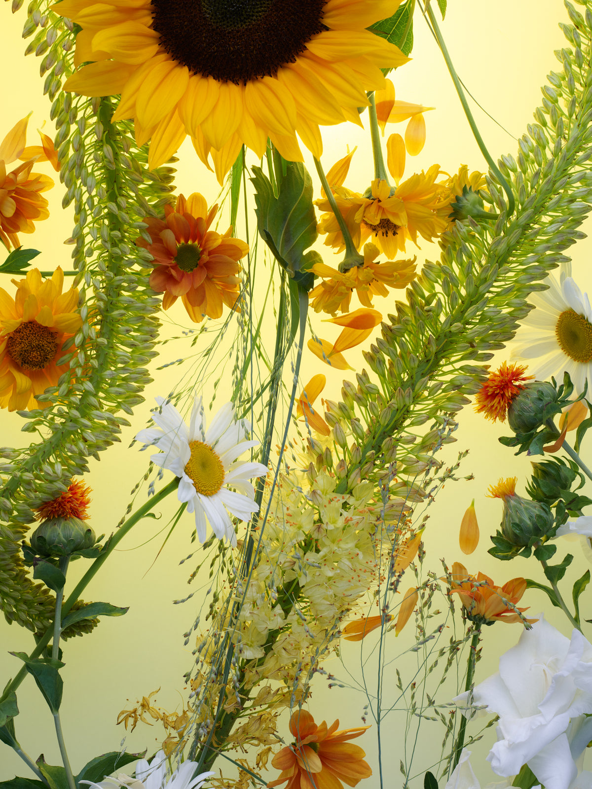 Sekretas: Blooming Beauty X - Sunny Morning, 2025
