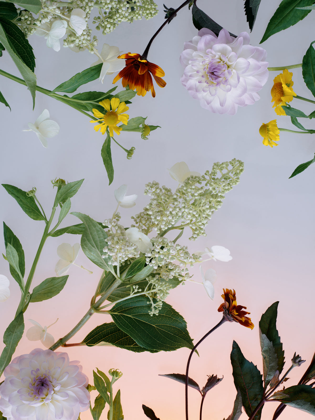 Sekretas: Blooming Beauty IX - Where Silence Grows, 2025
